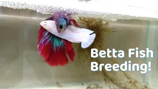 Basics of Betta fish Breeding | Easy way to Breed Your Betta fish