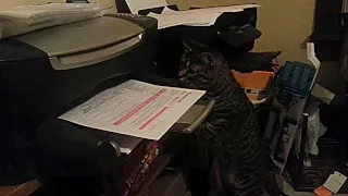 Cat vs. Printing Paper