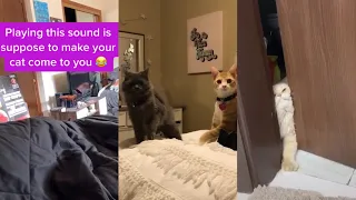 Playing This Sound Is Supposed To Make Your Cat Come To You! | TikTok Trend!