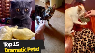 Top 15 Overly Dramatic Pets | Dramatic Animals Compilation