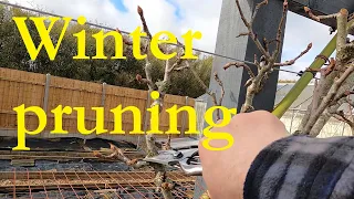 Winter pruning of cordon apples and pears