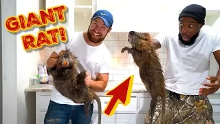 CATCHING & COOKING GIANT NUTRIA RATS SOUTHERN STYLE!