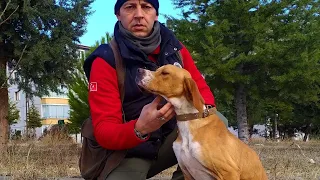 İNGİLİZ POİNTER EĞİTİME NASIL BAŞLANIR ?? ( Av Köpeği Eğitimi ) Hunting Dog Training English Pointer