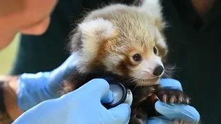 ZooBorns Australia! Episode 6 - Red Panda Cubs