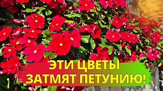 Эти цветы ЗАТМЯТ ПЕТУНИЮ! Растут БЕЗ УХОДА! Цветут ВСЁ ЛЕТО!