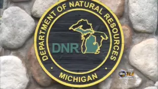DNR can't confirm recent cougar sighting