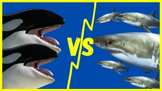 Cómo 2 ORCAS aniquilaron TODOS los TIBURONES BLANCOS 🦈 | ORCA vs TIBURÓN