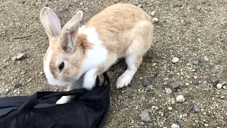 Rabbit relieving stress by punching my bag several times