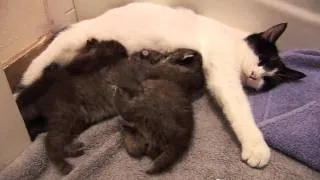 BOBCAT KITTENS adopted by house cat!