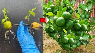 Special techniques - The most effective method of spreading for today's lemon tree breeding