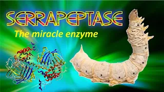 Serrapeptase: the miracle enzyme