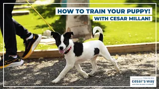 How To Train Your Puppy! (With Cesar Millan)