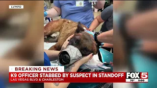 Las Vegas K9 stabbed by suspect in standoff