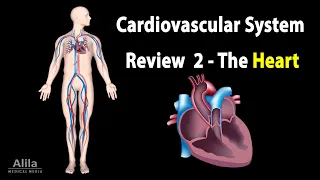 CARDIOVASCULAR SYSTEM REVIEW 2 - ALL ABOUT HEART in less than 10 min, Animation