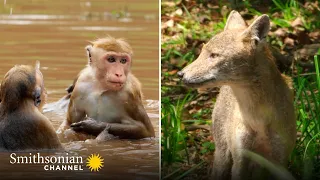 Golden Jackal Eyes Group of Distracted Macaques 🙊 Monkey Island | Smithsonian Channel