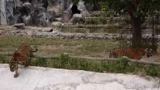 Тигриный монастырь в Канчанабури. Тигры играют
