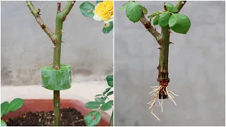 Surprised with how to propagate roses with aloe vera, very fast rooting