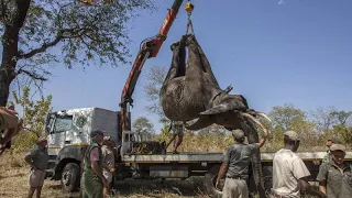 Hundreds of elephants in Malawi to be relocated