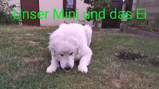 Was macht ein Pyrenäenberghund mit einem rohen Ei? - what does a Great Pyrenees dog do with an egg