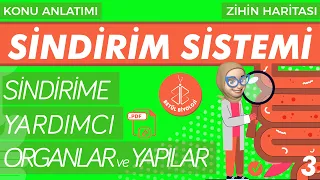 Sindirim Sistemi #3 | Sindirime Yardımcı Organlar | AYT Biyoloji | 11. Sınıf Biyoloji