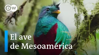 Quetzal resplandeciente