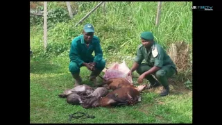 FILM DOCUMENTAIRE  Parc National de Campo Ma'an