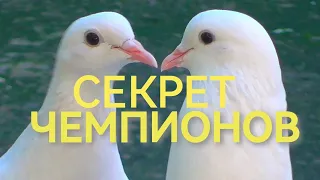 СЕКРЕТ ЧЕМПИОНОВ !!! THE SECRET OF CHAMPION pigeon breeders !!!