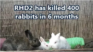 Important info for UK Rabbit Owners!  *RHD2 - NEW VACCINE AVAILABLE*