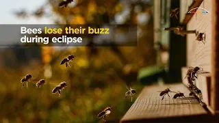 What happens to bees during a solar eclipse?