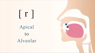 [ r ] voiced apical alveolar trill