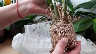 Посылка с орхидеями, (Пересадка) новые орхидеи Coelogyne fimbriata, Coelogyne cristata, Dendrochilum