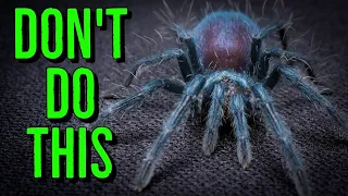 AVOID THESE Beginner Tarantula Keeper Mistakes!