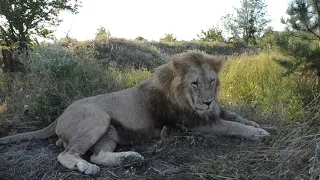 Лев ГЕК встречает гостей  "Lion Gek meets guests"