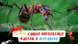 ТОП 10 самых интересных фактов о МУРАВЬЯХ