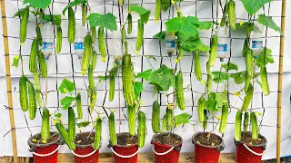 How to grow Cucumbers vertically, a lot of fruit, big and sweet if you know this method