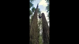 200ft Monster Fir Tree take down