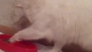 Кот который ест руками (лапами)