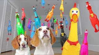 Dogs Surprised with Screaming Chicken Invasion! Funny Dogs Maymo, Indie & Potpie