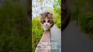 New Funny Videos 2024 😍 Cutest Cats and Dogs chapter 6 🐱#cat #catlover  #india #cute #funny #cats