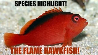 Species Highlights W/ Aqua Alex 1: Flame Hawkfish