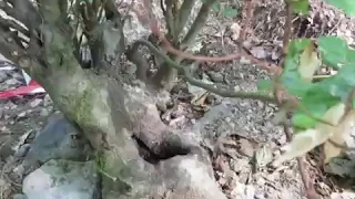 Yamadori de Fagus sylvatica