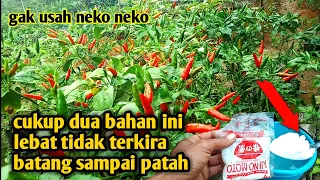 Lebih lebat buah daripada daun* cara tanam cabe rawit agar berbuah banyak/lebat