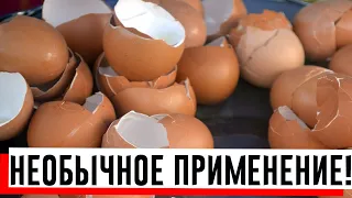 Необычное использование яичной скорлупы в быту: 4 интересных способа!