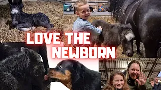 Meet the newborn Spidey😍 find the foal's bread, nurse for the first time | Friesian Horses