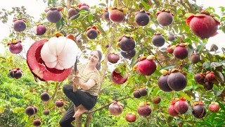 Harvesting Mangosteen & Make jelly in many eye-catching shapes Goes to the market sell | Lý Thị Hồng