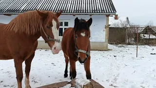 🇺🇦🐎📢 КОБИЛИ НА ПРОДАЖУ 🚨💵💰 КОНІ ВАГОВОЗИ/КОНІ В УКРАЇНІ 💪💪💪 🇺🇦🇺🇦🇺🇦