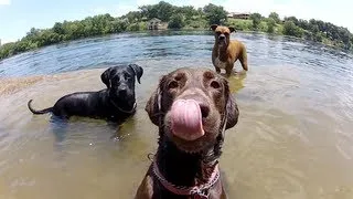 GoPro Dog Faces | MicBergsma