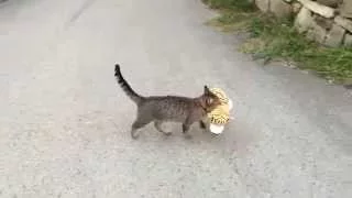 My cat went to the neighbours to borrow a tiger plush toy :)