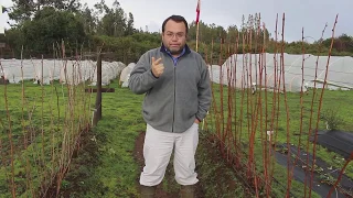 USTED NO LO HAGA Nº 5 ERRORES EN HACER LA PODA DE FRAMBUESAS