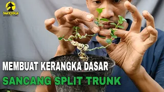 MEMBUAT BONSAI SANCANG SPLIT TRUNK || TAHAP AWAL MEMBUAT KERANGKA DASAR @DikaBonsai23